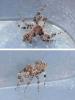 Portia sp.